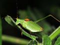 Leptophyes laticauda